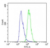 Flow cytometry testing of fixed and permeabilized human A431 cells with Sciellin antibody; Blue=isotype control, Green= Sciellin antibody.