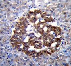 IHC testing of FFPE human pancreas tissue with Protocadherin 20 antibody. HIER: steam section in pH6 citrate buffer for 20 min and allow to cool prior to staining.