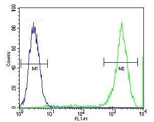 Flow cytometry testing of fixed and permeabilized human MCF7 cells with Protocadherin 20 antibody; Blue=isotype control, Green= Protocadherin 20 antibody.