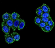 Immunofluorescent staining of fixed and permeabilized human HeLa cells with UQCRFS1 antibody (green) and DAPI nuclear stain (blue).