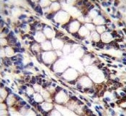 IHC testing of FFPE human rectum tissue with UQCRFS1 antibody. HIER: steam section in pH6 citrate buffer for 20 min and allow to cool prior to staining.