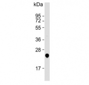 Western blot testing of human Raji cell lysate with UQCRFS1 antibody. Predicted molecular weight ~30 kDa.