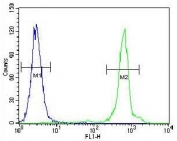 Flow cytometry testing of fixed and permeabilized human HeLa cells with UQCRFS1 antibody; Blue=isotype control, Green= UQCRFS1 antibody.