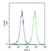 Flow cytometry testing of fixed and permeabilized human HeLa cells with CDKN2A antibody; Blue=isotype control, Green= CDKN2A antibody.