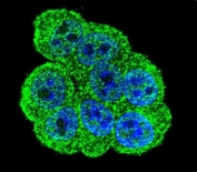 Immunofluorescent staining of fixed and permeabilized human HeLa cells with DIEXF antibody (green) and DAPI nuclear stain (blue).