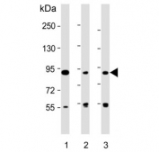 Western blot testing of human 1) HT-1080, 2) K562 and 3) RPMI 8226 cell lysate with DIEXF antibody. Predicted molecular weight ~87 kDa.