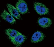 Immunofluorescent staining of fixed and permeabilized human A375 cells with POSTN antibody (green) and DAPI nuclear stain (blue).