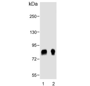 Western blot testing of 1) human breast and 2) rat lung lysate with POSTN antibody. Predicted molecular weight ~93 kDa.
