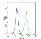 Flow cytometry testing of fixed and permeabilized human HeLa cells with POSTN antibody; Blue=isotype control, Green= POSTN antibody.