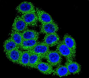 Immunofluorescent staining of fixed and permeabilized human HeLa cells with Carboxypeptidase B antibody (green) and DAPI nuclear stain (blue).