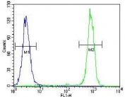 Flow cytometry testing of fixed and permeabilized human HeLa cells with Carboxypeptidase B antibody; Blue=isotype control, Green= Carboxypeptidase B antibody.