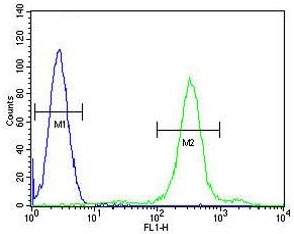 Flow cytometry testing of fixed and permeabilized human HL60 cells with SPECC1L antibody; Blue=isotype control, Green= SPECC1L antibody.