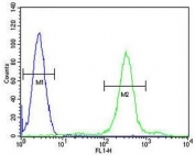 Flow cytometry testing of fixed and permeabilized human HL60 cells with SPECC1L antibody; Blue=isotype control, Green= SPECC1L antibody.