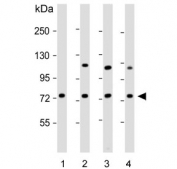 Western blot testing of human 1) cerebellum, 2) K562, 3) HepG2 and 4) MCF7 cell lysate with Acid Sphingomyelinase antibody. Predicted molecular weight ~70 kDa.