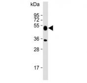 Western blot testing of human brain lysate with IDO2 antibody. Predicted molecular weight ~47 kDa.