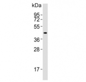 Western blot testing of human kidney lysate with IDO2 antibody. Predicted molecular weight ~47 kDa.