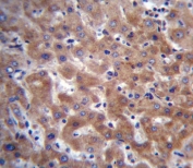 IHC testing of FFPE human liver tissue with IDO2 antibody. HIER: steam section in pH6 citrate buffer for 20 min and allow to cool prior to staining.
