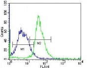 Flow cytometry testing of fixed and permeabilized human HepG2 cells with MAP1LC3B antibody; Blue=isotype control, Green= MAP1LC3B antibody.