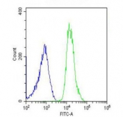 Flow cytometry testing of fixed and permeabilized human U-2 OS cells with PREX1 antibody; Blue=isotype control, Green= PREX1 antibody.