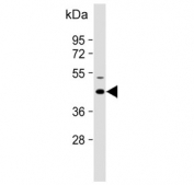 Western blot testing of mouse eyeball lysate with Keratocan antibody. Predicted molecular weight ~41 kDa.