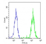 Flow cytometry testing of fixed and permeabilized human SK-OV-3 cells with Keratocan antibody; Blue=isotype control, Green= Keratocan antibody.