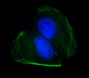 Immunofluorescent staining of fixed and permeabilized human U-2 OS cells with CD276 antibody (green) and DAPI nuclear stain (blue).