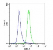 Flow cytometry testing of fixed and permeabilized human U-2 OS cells with CD276 antibody; Blue=isotype control, Green= CD276 antibody.