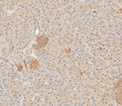 IHC testing of FFPE human pancreas tissue with SFRP5 antibody. HIER: steam section in pH9 EDTA for 20 min and allow to cool prior to staining.