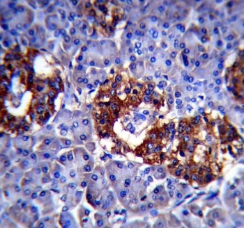 IHC testing of FFPE human pancreas tissue with Synaptophysin antibody. HIER: steam section in pH6 citrate buffer for 20 min and allow to cool prior to staining.
