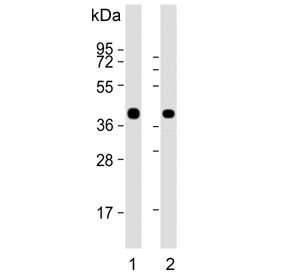 Western blot testing of human 1) brain and 2) cerebellum lysate with Synaptophysin antibody. Predicted molecular weight: 34-38 kDa.