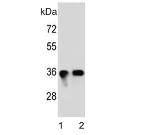 Western blot testing of mouse 1) brain and 2) cerebellum lysate with Synaptophysin antibody. Predicted molecular weight: 34-38 kDa.