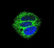 Immunofluorescent staining of fixed and permeabilized human MCF7 cells with Cytokeratin 18 antibody (green) and DAPI nuclear stain (blue).