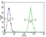 Flow cytometry testing of human HeLa cells with RAR alpha antibody; Blue=isotype control, Green= RAR alpha antibody.