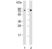 Western blot testing of human 1) Jurkat and 2) Ramos cell lysate with TCF3 antibody. Expected molecular weight: 68-78 kDa.