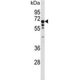 Western blot testing of mouse cerebellum tissue lysate with TCF3 antibody. Expected molecular weight: 68-78 kDa.
