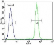 Flow cytometry testing of human A549 cells with TCF3 antibody; Blue=isotype control, Green= TCF3 antibody.