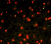 Immunofluorescent staining of human brain tissue with Cadherin 4 antibody (green) and Propidium iodide (red).