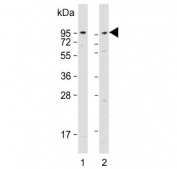 Western blot testing of 1) human HeLa and 2) mouse NIH 3T3 cell lysate with DAG1 antibody. Predicted molecular weight ~97 kDa.