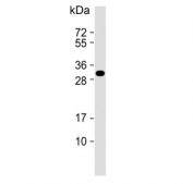 Western blot testing of human MCF7 cell lysate with LXN antibody. Predicted molecular weight ~26 kDa.