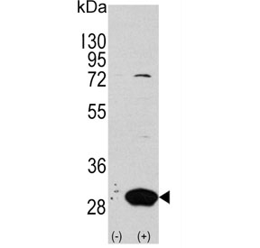 Western blot testing of 1) non-transfected and 2) transfected 293 cell lysate with LXN antibody.