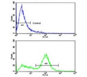 Flow cytometry testing of human WiDr cells with LXN antibody; Blue=isotype control, Green= LXN antibody.