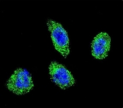 Immunofluorescent staining of fixed and permeabilized human HeLa cells with POLG antibody (green) and DAPI nuclear stain (blue).