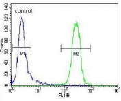Flow cytometry testing of fixed and permeabilized human CEM cells with POLG antibody; Blue=isotype control, Green= POLG antibody.