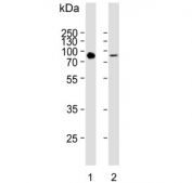 Western blot testing of 1) human HepG2 and 2) mouse NIH 3T3 cell lysate with ATG7 antibody. Predicted molecular weight: 70-80 kDa.
