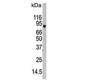Western blot testing of human HEK293 cell lysate with ATG7 antibody. Predicted molecular weight: 70-80 kDa.