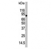 Western blot testing of human HEK293 cell lysate with ATG7 antibody. Predicted molecular weight: 70-80 kDa.