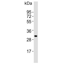 Western blot testing of mouse spleen lysate with MSX1 antibody. Predicted molecular weight ~31 kDa.