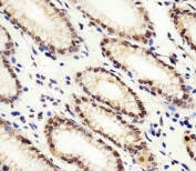 IHC testing of FFPE human stomach tissue with Exportin 2 antibody. HIER: steam section in pH6 citrate buffer for 20 min and allow to cool prior to staining.