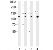 Western blot testing of human 1) HeLa, 2) Jurkat, 3) Ramos and 4) mouse NIH 3T3 cell lysate with Exportin 2 antibody. Predicted molecular weight ~110 kDa.