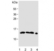 Western blot testing of human 1) placenta, 2) kidney, 3) spleen and 4) liver lysate with HBE1 antibody. Predicted molecular weight ~16 kDa.
